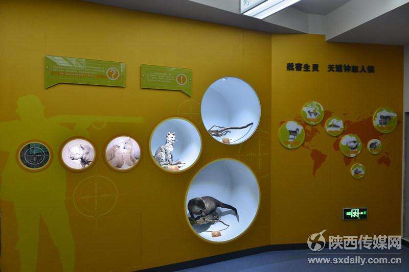 陕西自然博物馆“贝林”展厅10月20日正式开放