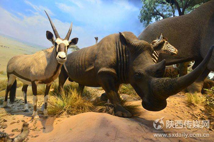 陕西自然博物馆“贝林”展厅10月20日正式开放