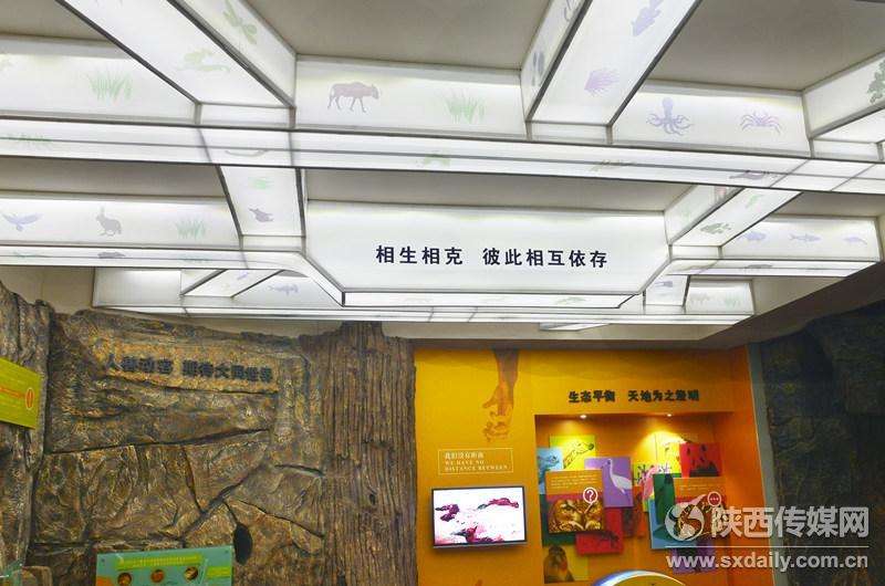 陕西自然博物馆“贝林”展厅10月20日正式开放