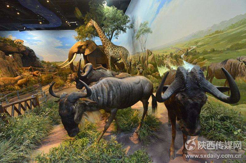 陕西自然博物馆“贝林”展厅10月20日正式开放