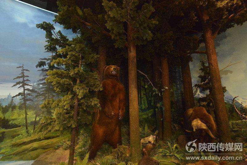 陕西自然博物馆“贝林”展厅10月20日正式开放