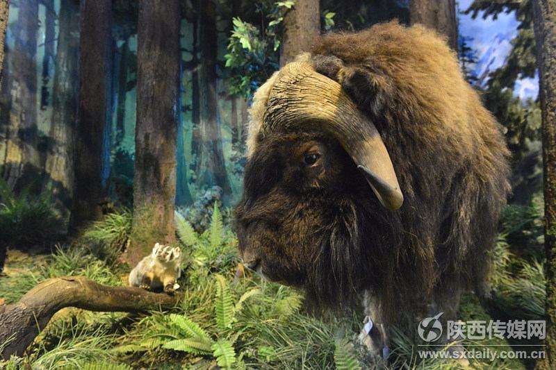 陕西自然博物馆“贝林”展厅10月20日正式开放