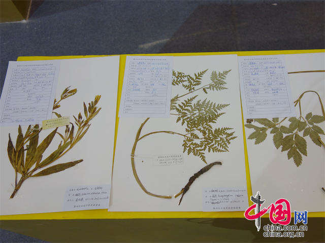 中医药特色展馆首次走进四川农博会